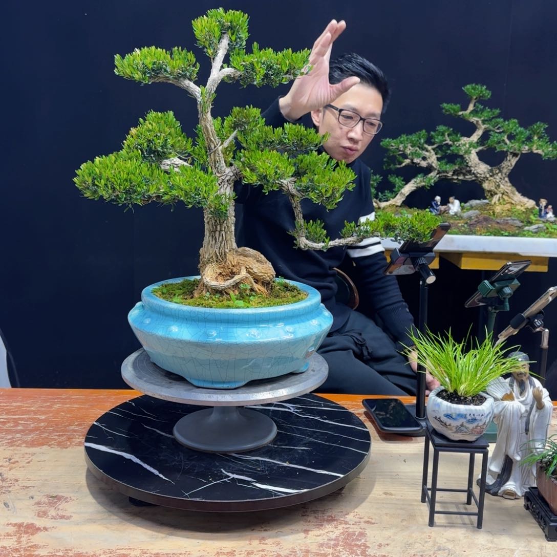 黄杨室内室外盆景艺术