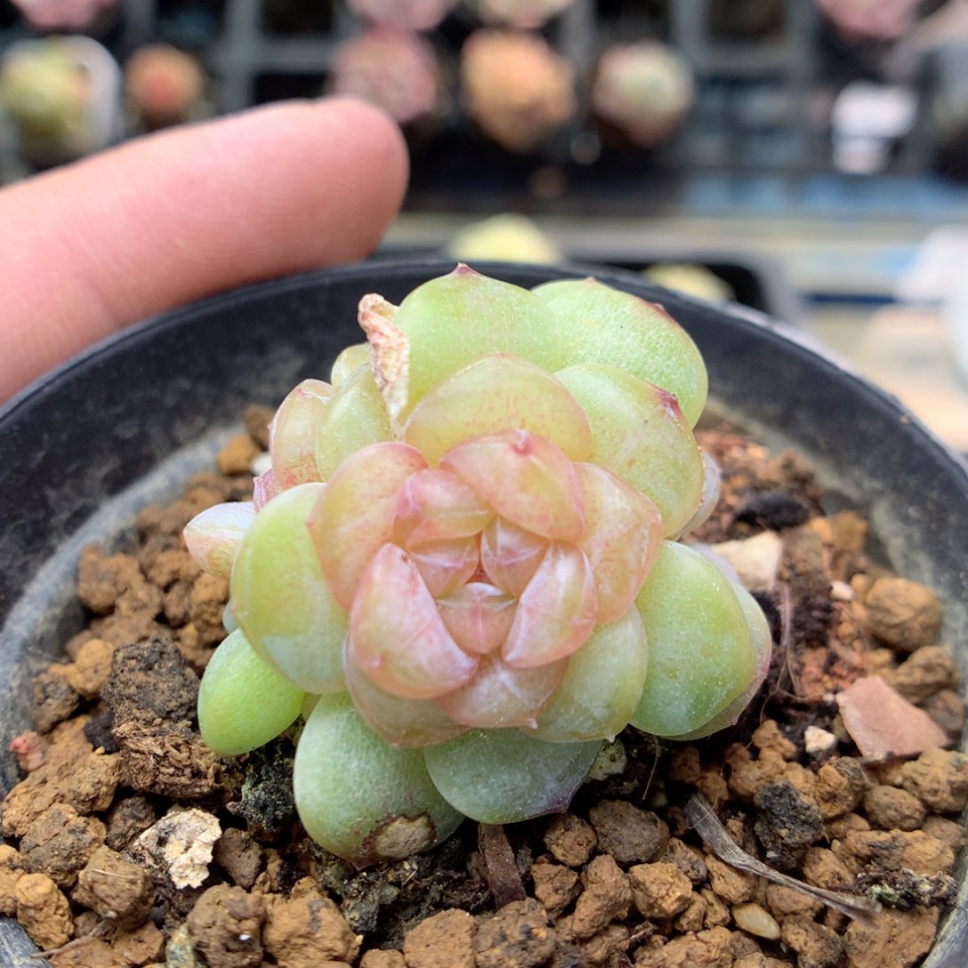 G86 ，柿子多肉20包邮两天凑单