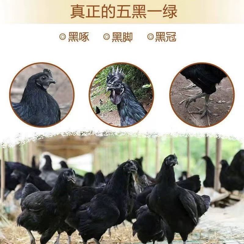 云南盐津散养乌骨鸡现杀现发老母鸡顺丰包邮农家土 新鲜月子滋补