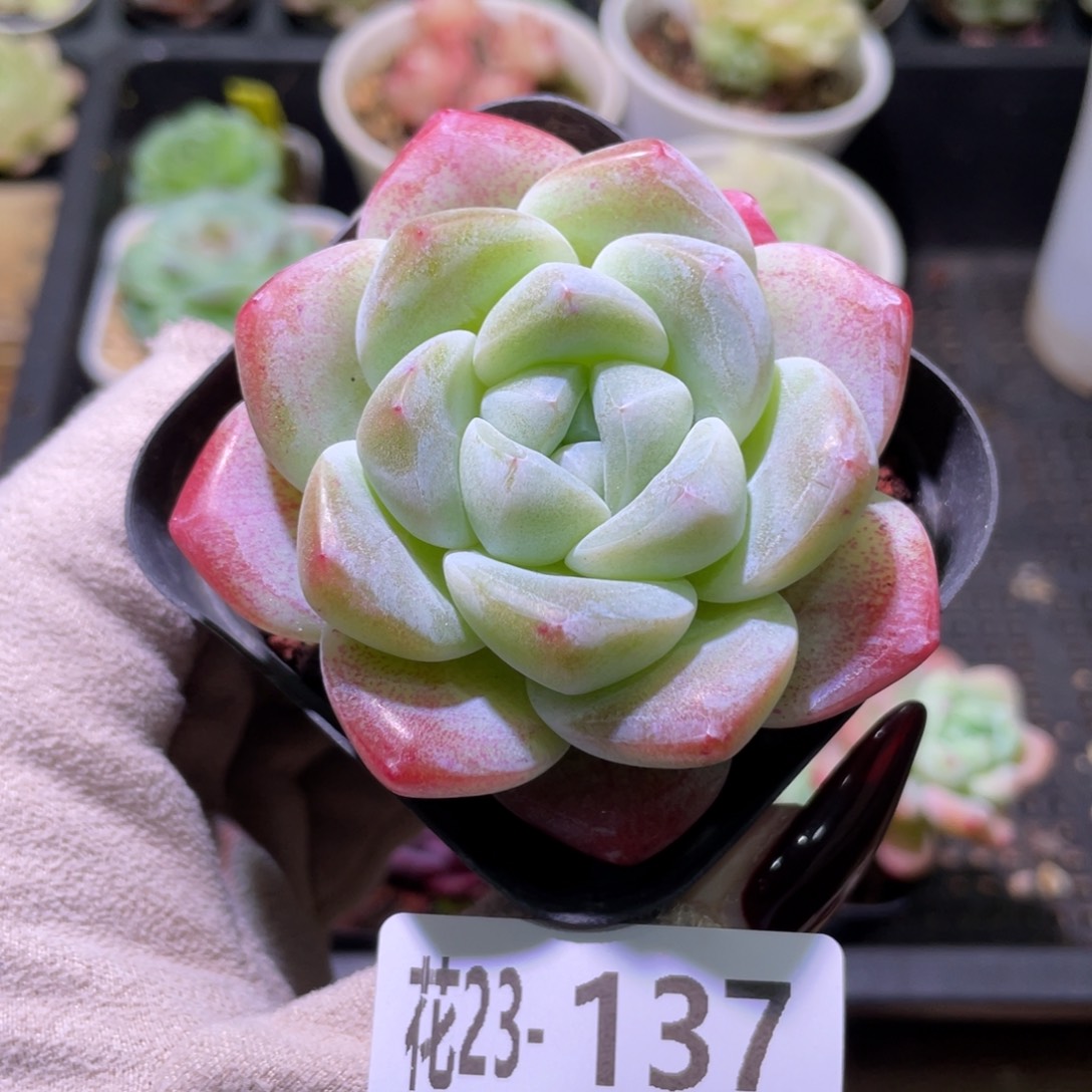 花利美23-137冰玉