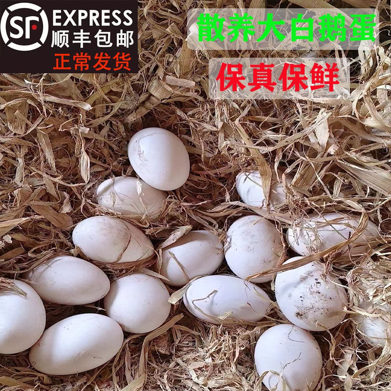 农家鹅蛋 12枚 顺丰包邮 新鲜鹅蛋现捡现发