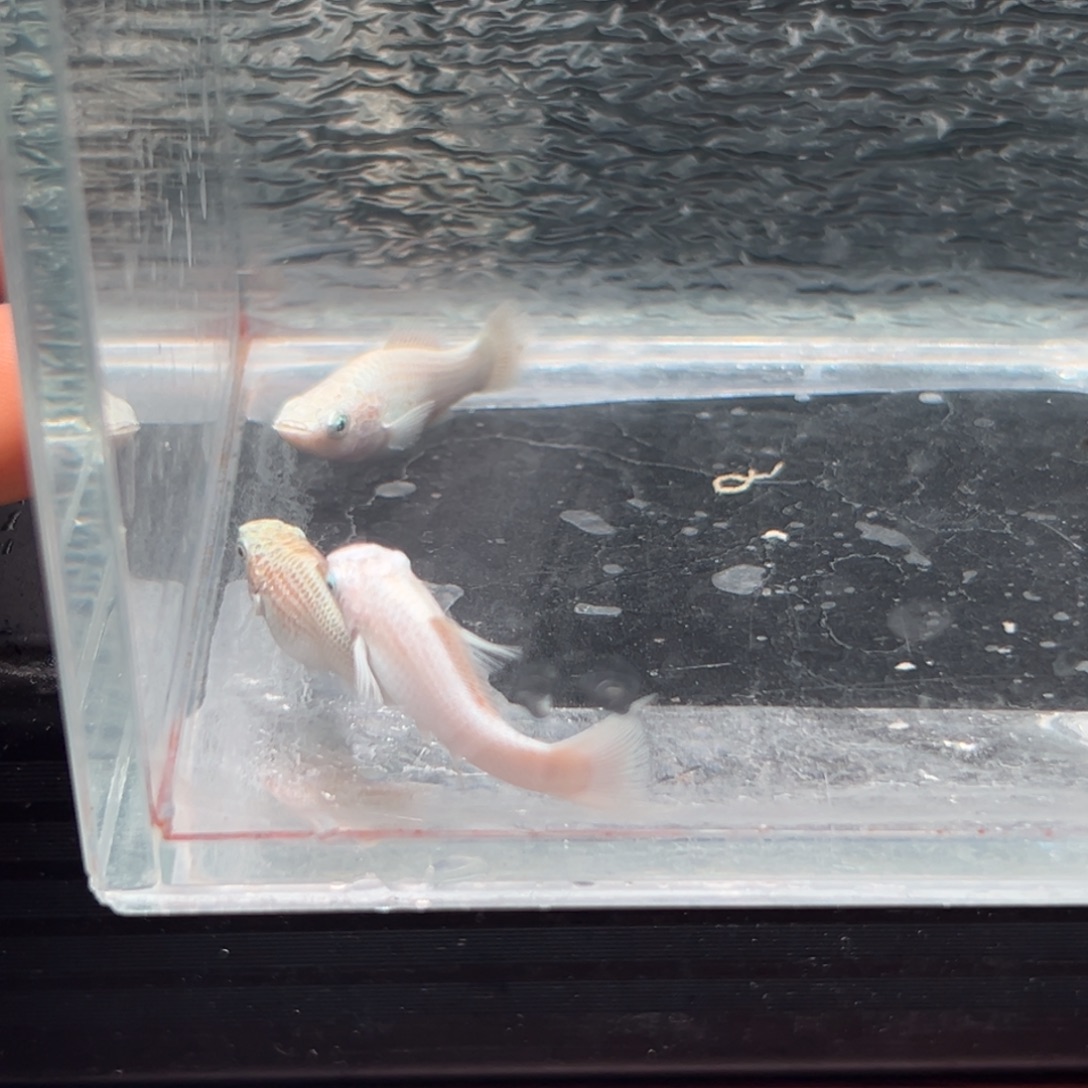 孔雀鱼玛丽鱼三条