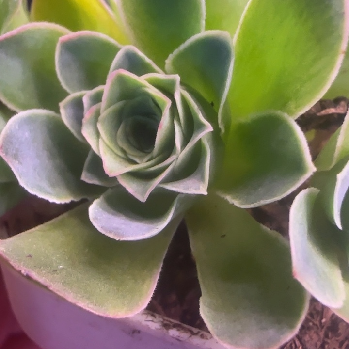 侧芽蕾丝29765526856555566555555