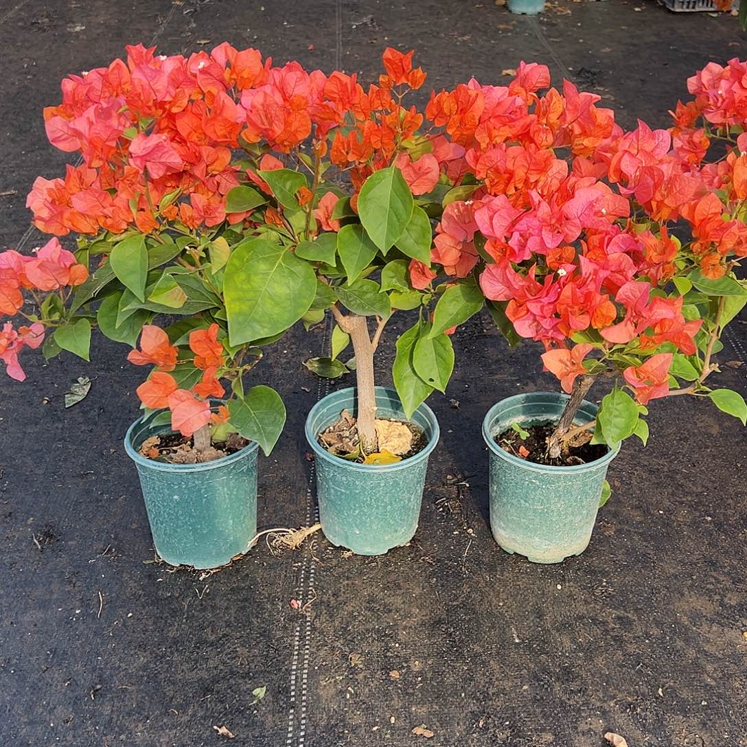 大部分花苞少量开放波妹掌中宝一棵