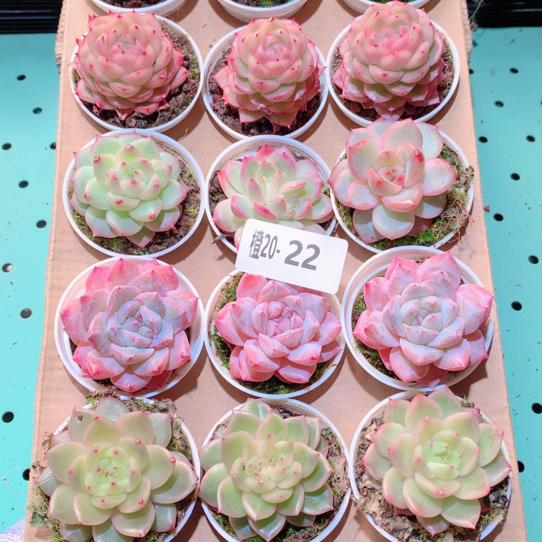 20-22一物一拍多肉带盆18颗