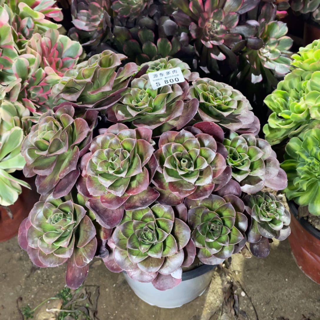 800魅金玫瑰多肉法师断枝不包