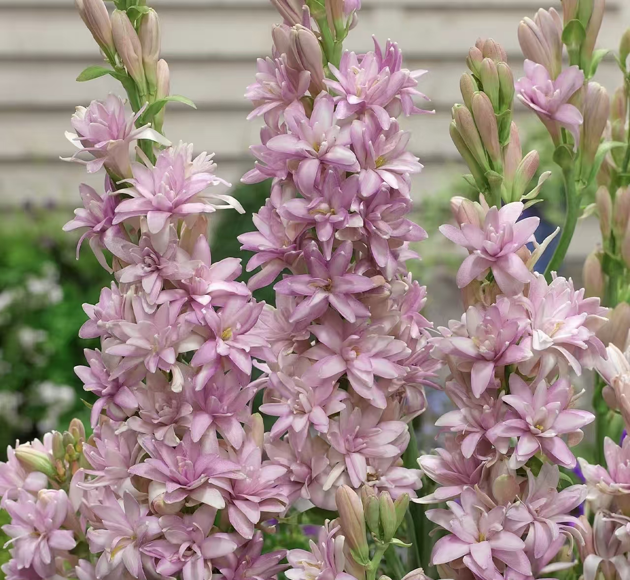（晚香玉种球）浓香型多年生单重瓣晚香玉种球现挖带芽头发货香满园
