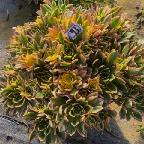 甜茶多肉植物一物一拍93多肉