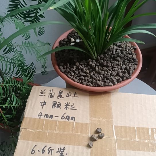 痞***子兰菌颗粒中颗粒6.6斤