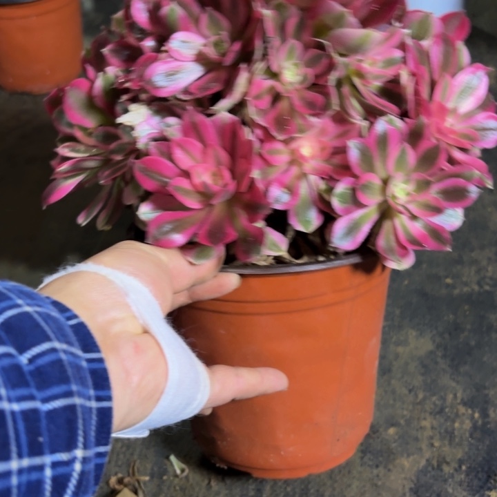 瑞妈多肉植物，449.