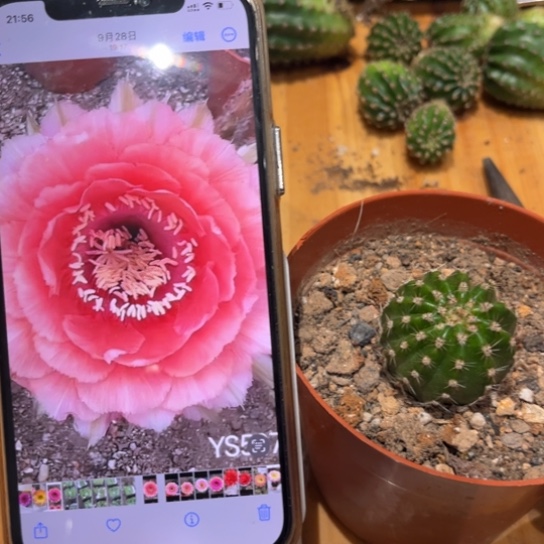 彩草507号3.5公分左右带根