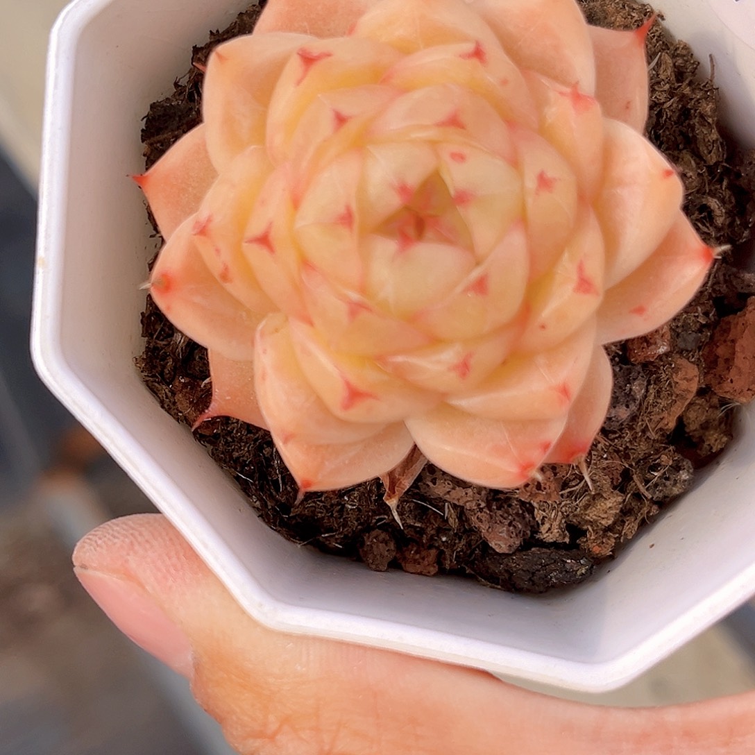 577 酥油 满18包邮