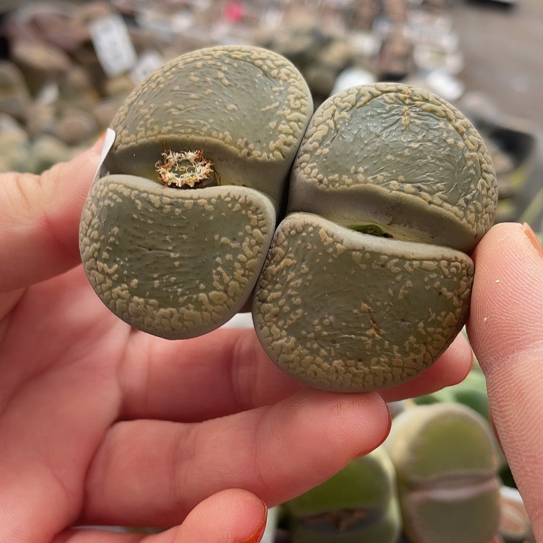 生石花一颗36700