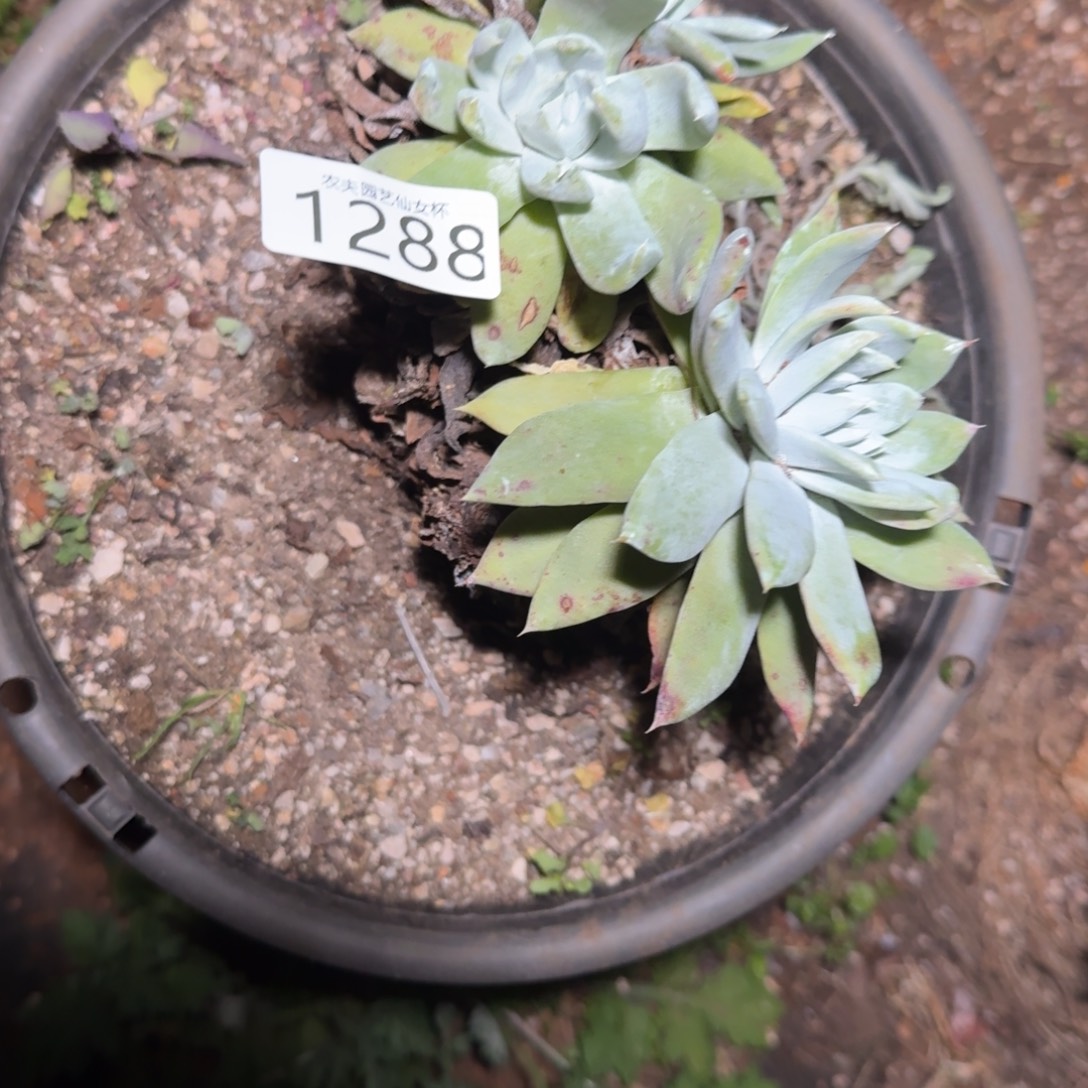 赛琳娜仙女杯多肉福利处理夏季