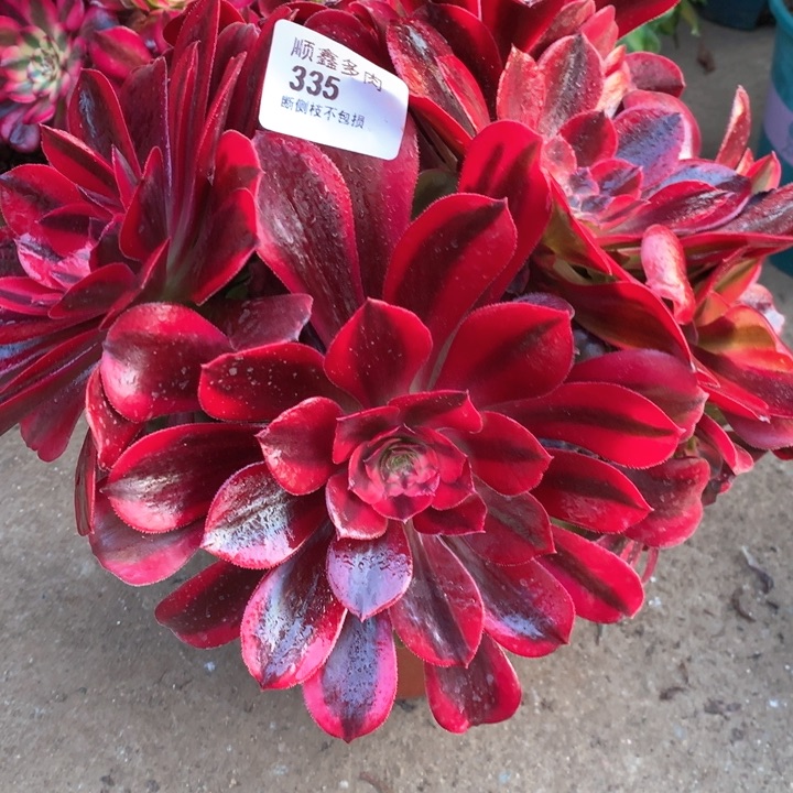 335蒙娜丽莎多肉植物