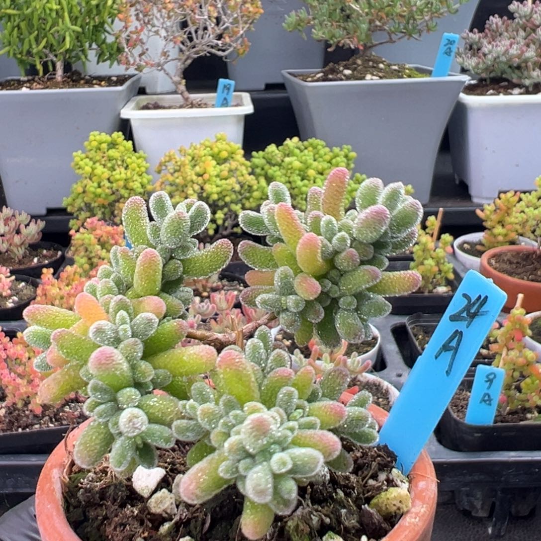 陶土盆实生冰晶24号