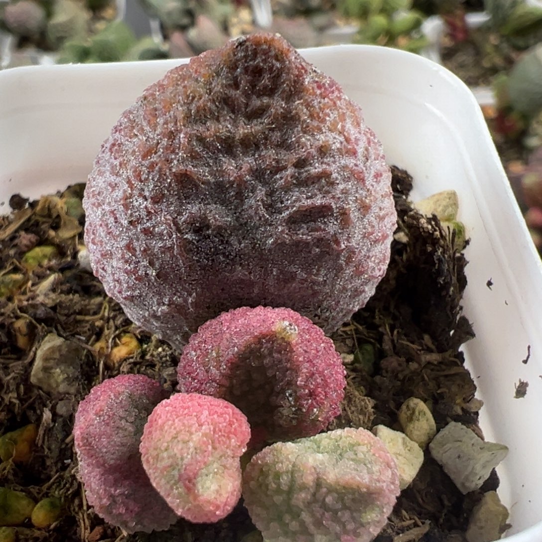 水蜜桃大苗多肉植物水泡