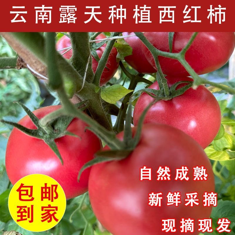 云南沙瓤正宗番茄生吃西红柿自然新鲜蔬菜水果柿子现摘水果露天