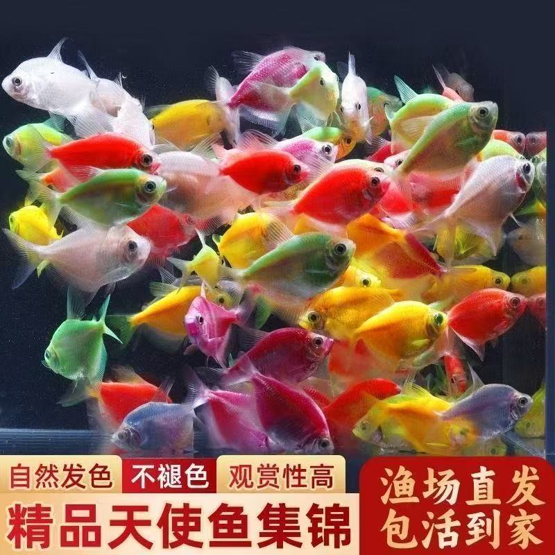 【渔场直销】七彩天使鱼小型热带观赏鱼颜色丰富群游好养适合新手