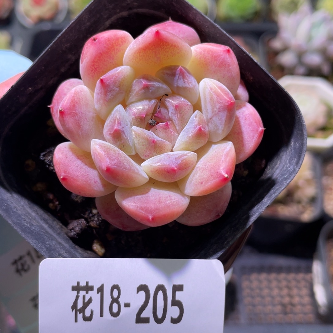 花利美18-205秘境冰魄