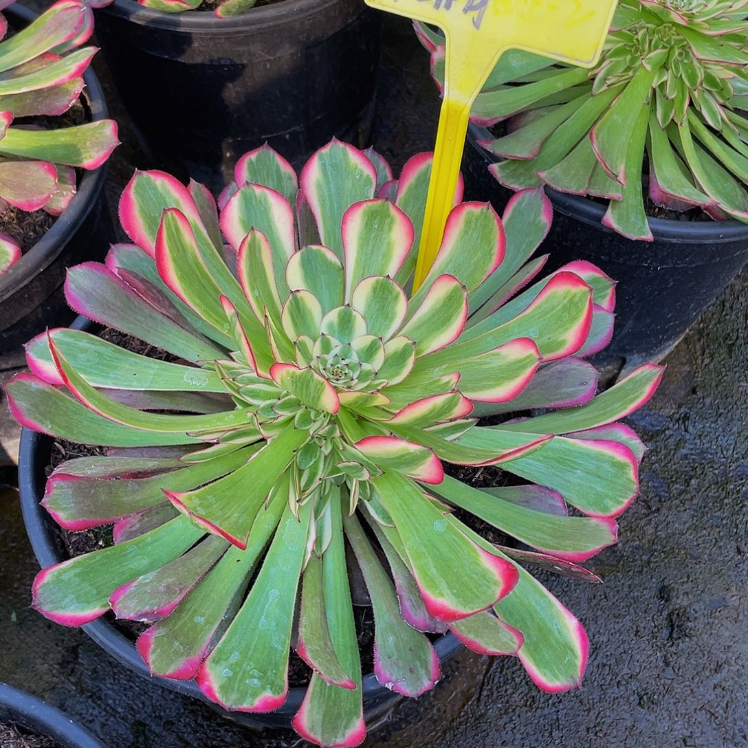 Z***9多肉法师鸡血寄养到秋天发货