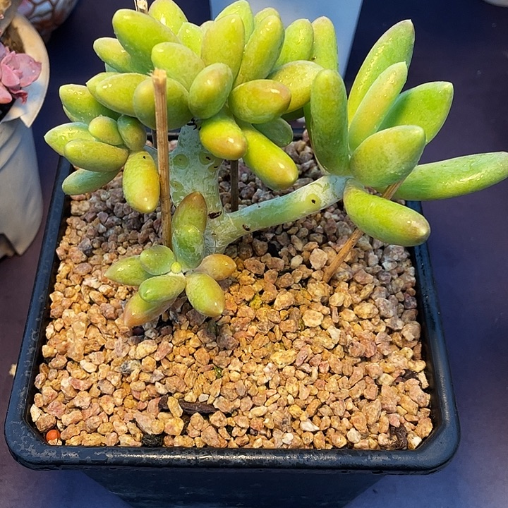 尐***條多肉植物金蟾寄养