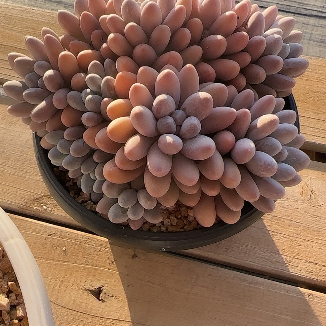 糖***子多肉植物汤圆系列