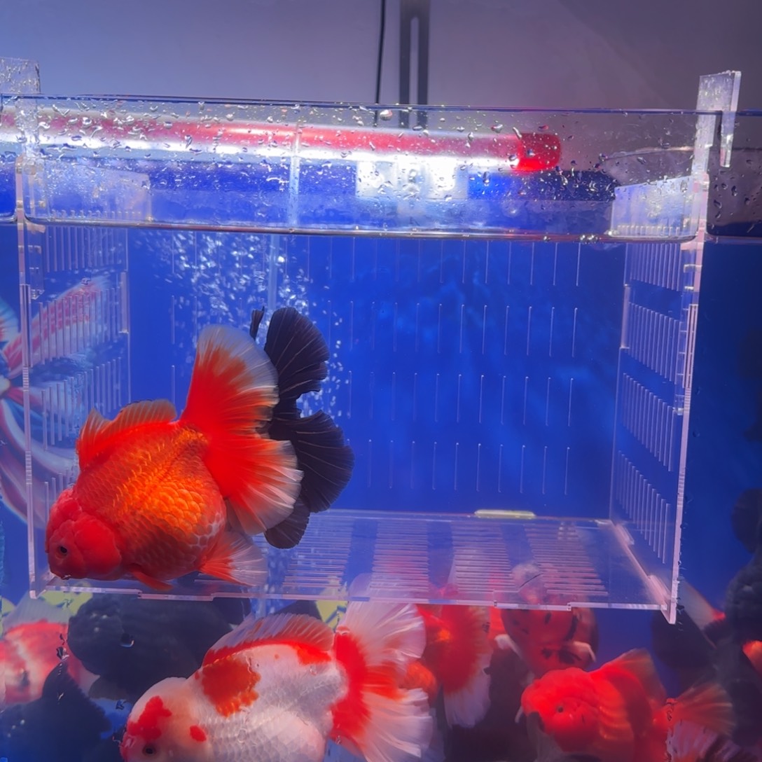 金鱼武龙高端金鱼两条