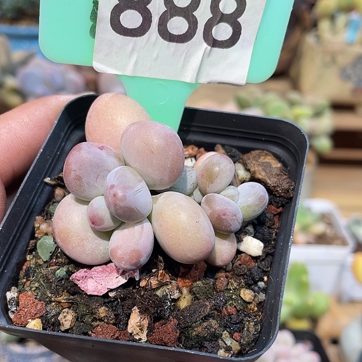 西瓜奶888号的啊啊啊多肉啊啊啊