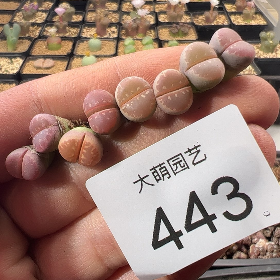 一物一拍。      443