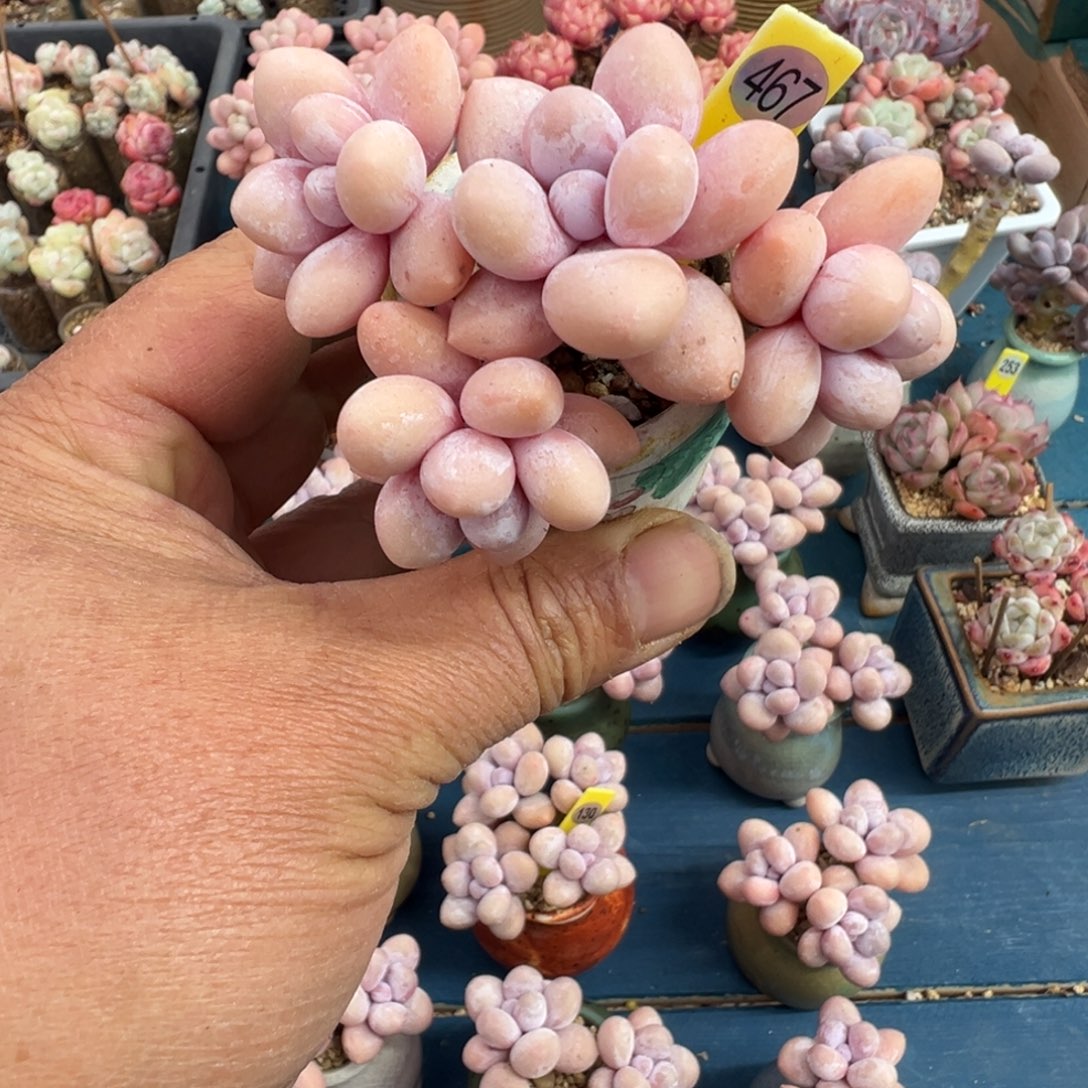 467号水光针奶脱土发货
