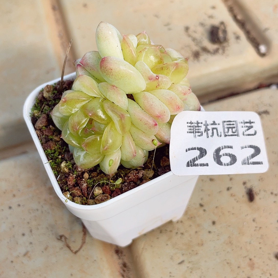 262我也要和小可爱们在