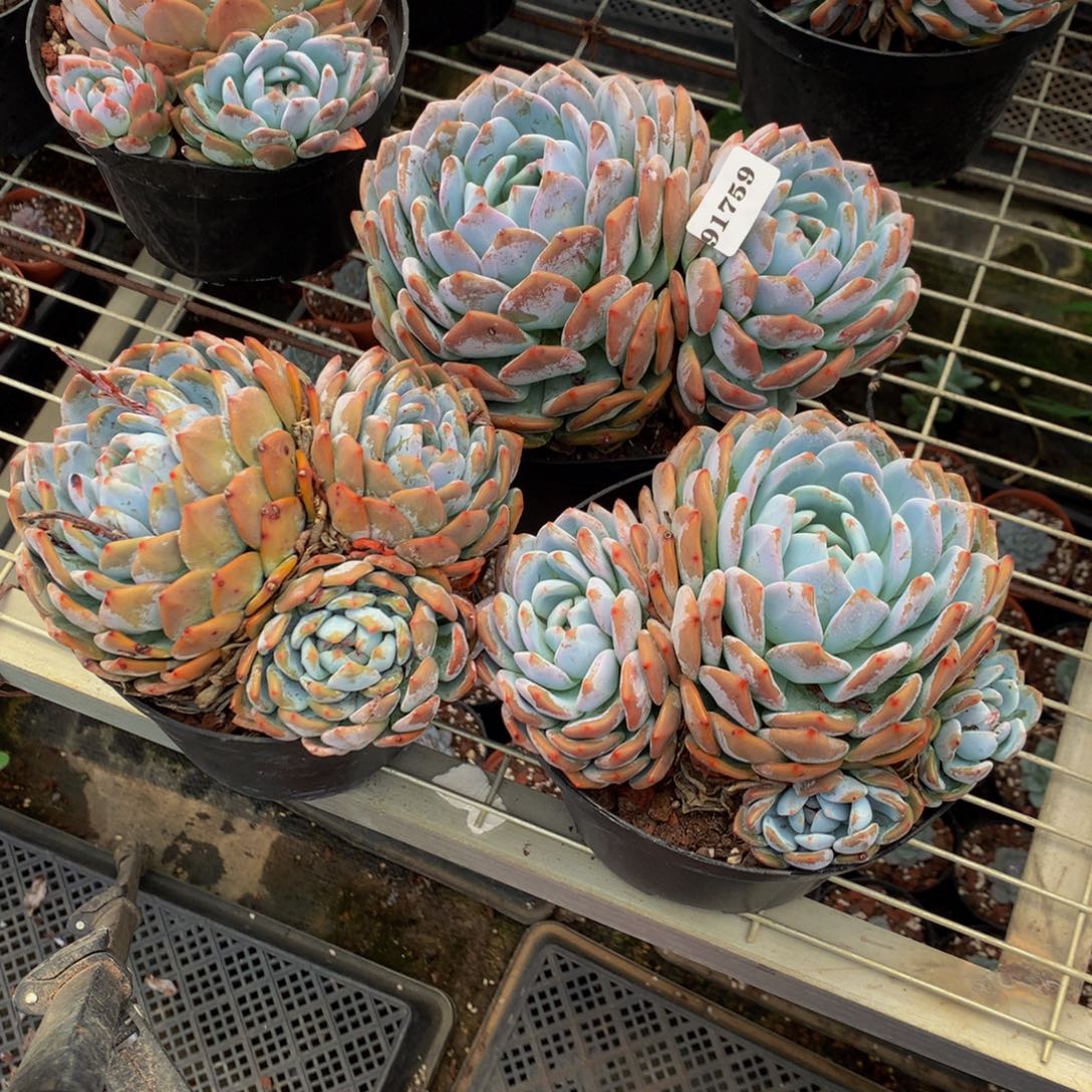 91759三个嗯嗯嗯嗯嗯嗯嗯好喜欢