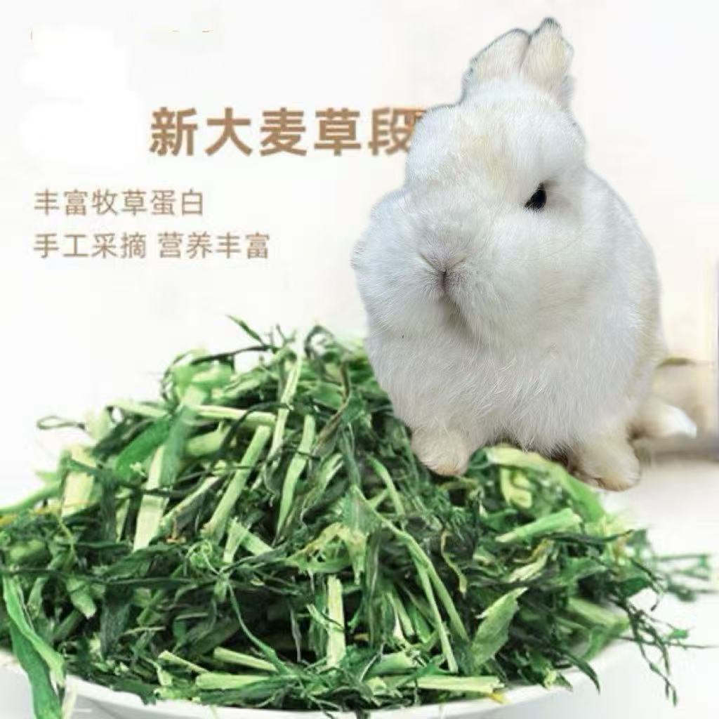 烘干大麦草段新鲜幼兔龙猫猪天竺鼠豚鼠仓鼠宠物食草