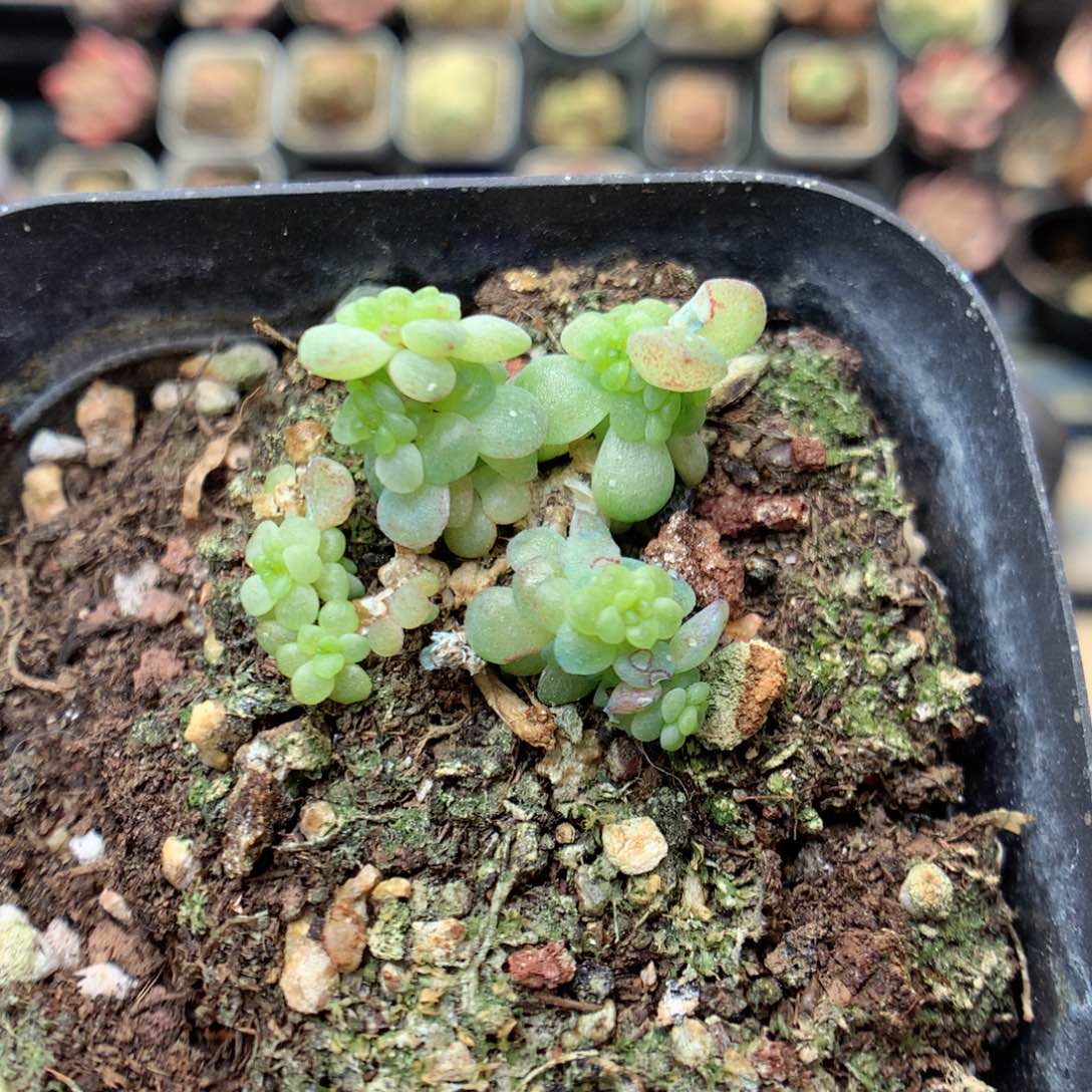 T7定繁葡萄叶麦杆Q88不整