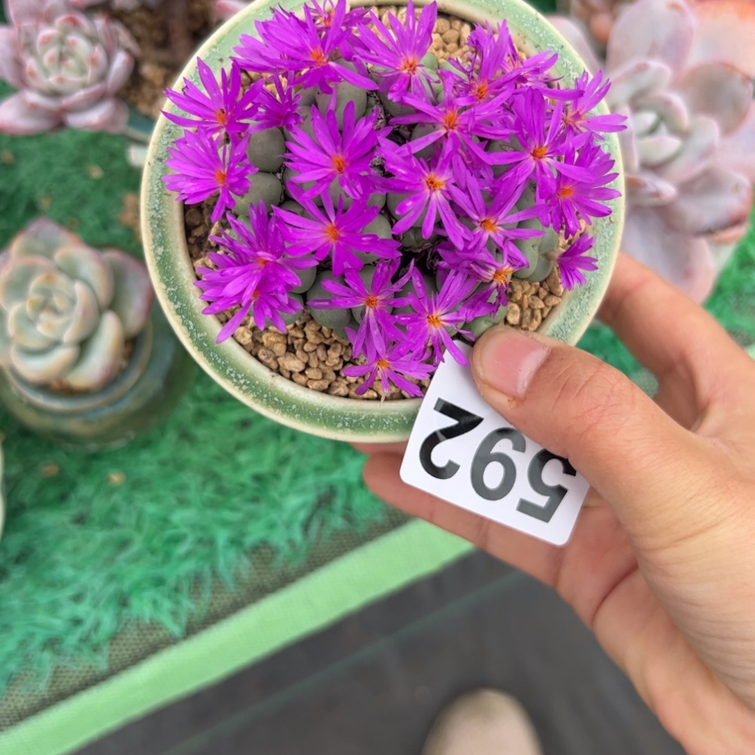 ៚***༗592 多肉植物组合盆栽