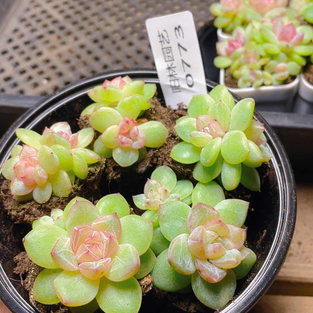 多肉植物多肉植物773