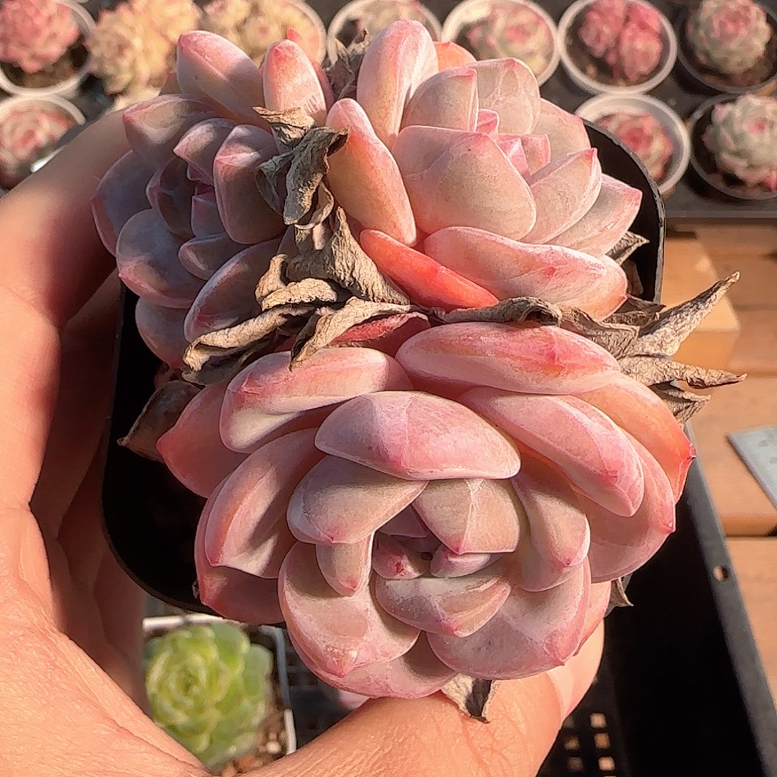 多肉1204-148石榴籽星影