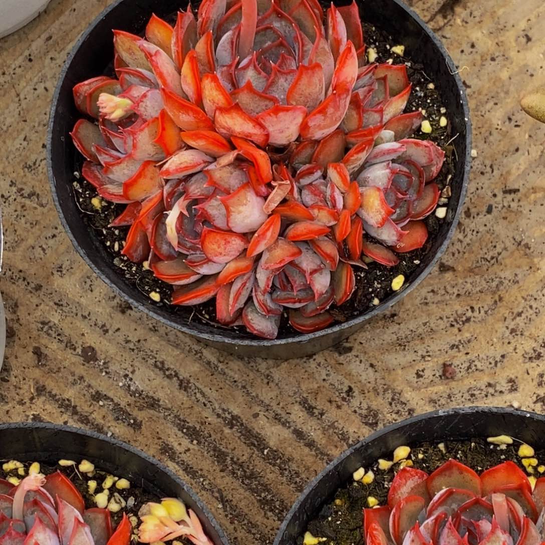 ?*愿多肉植物一物一拍