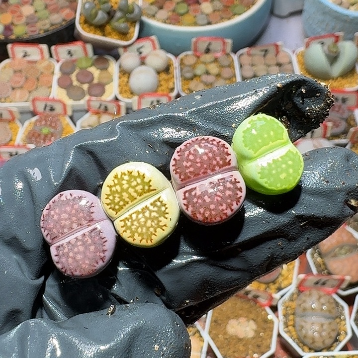 生石花3:：。在。 30号