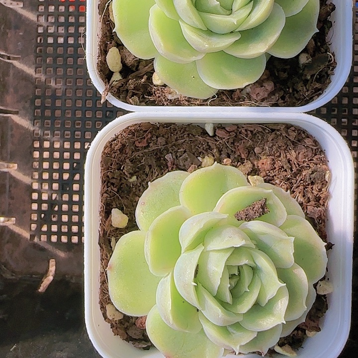 花时光精品多肉64