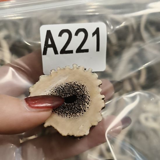 沙***漠鹿角鹿角鹿角鹿角鹿角