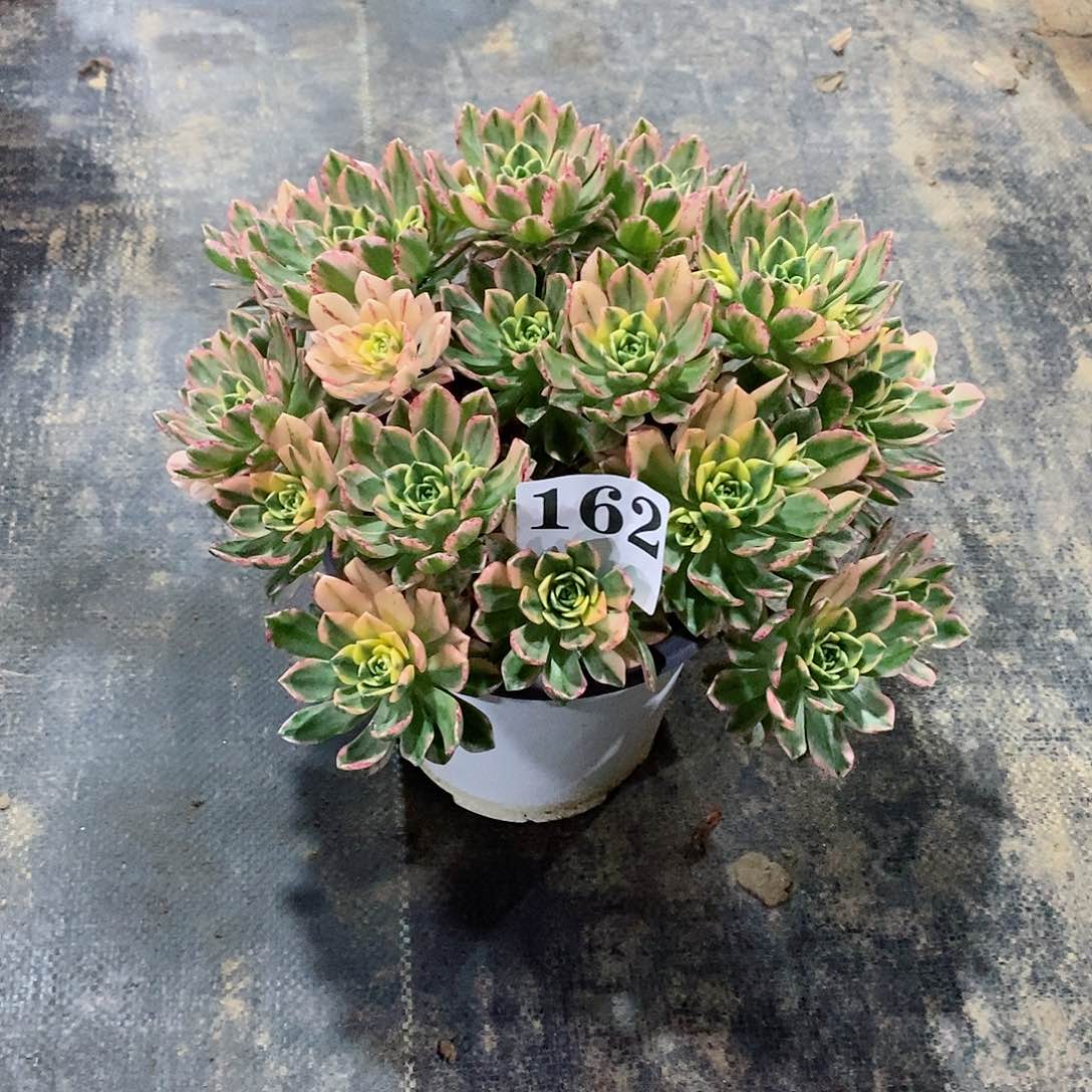 甜茶锦162多肉法师植物