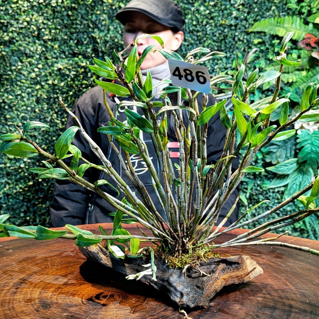 【闪购商品】486长距，红指甲兰花