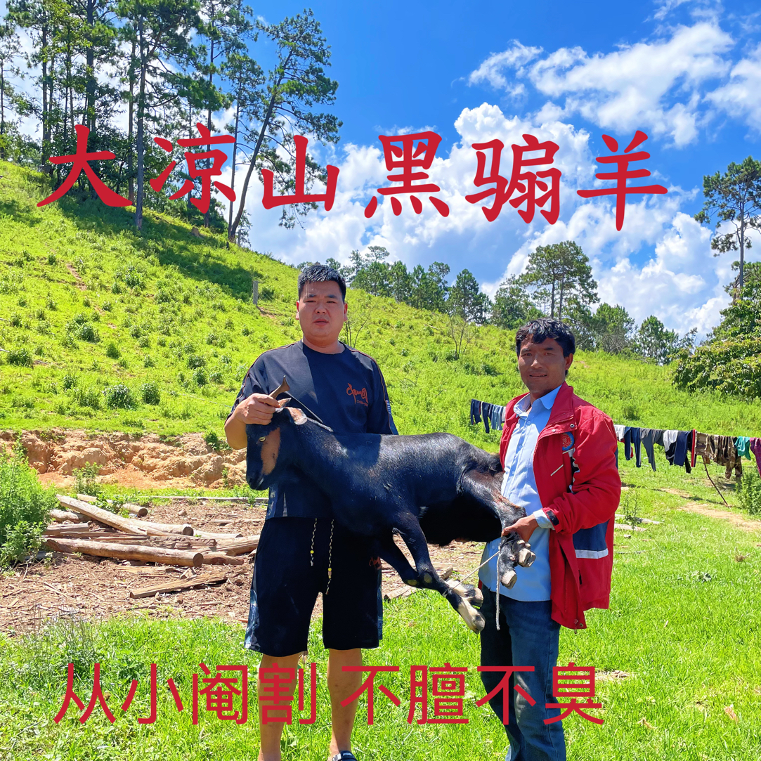 【现切现卖-顺丰空运直达】正宗四川大凉山放养黑山羊新鲜现宰现发