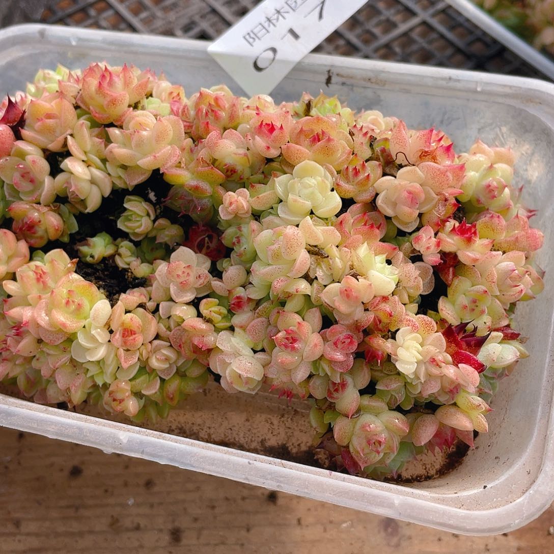 霂***4多肉植物多肉植物178