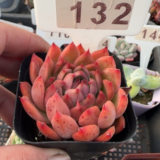 132安吉拉多肉满18包邮