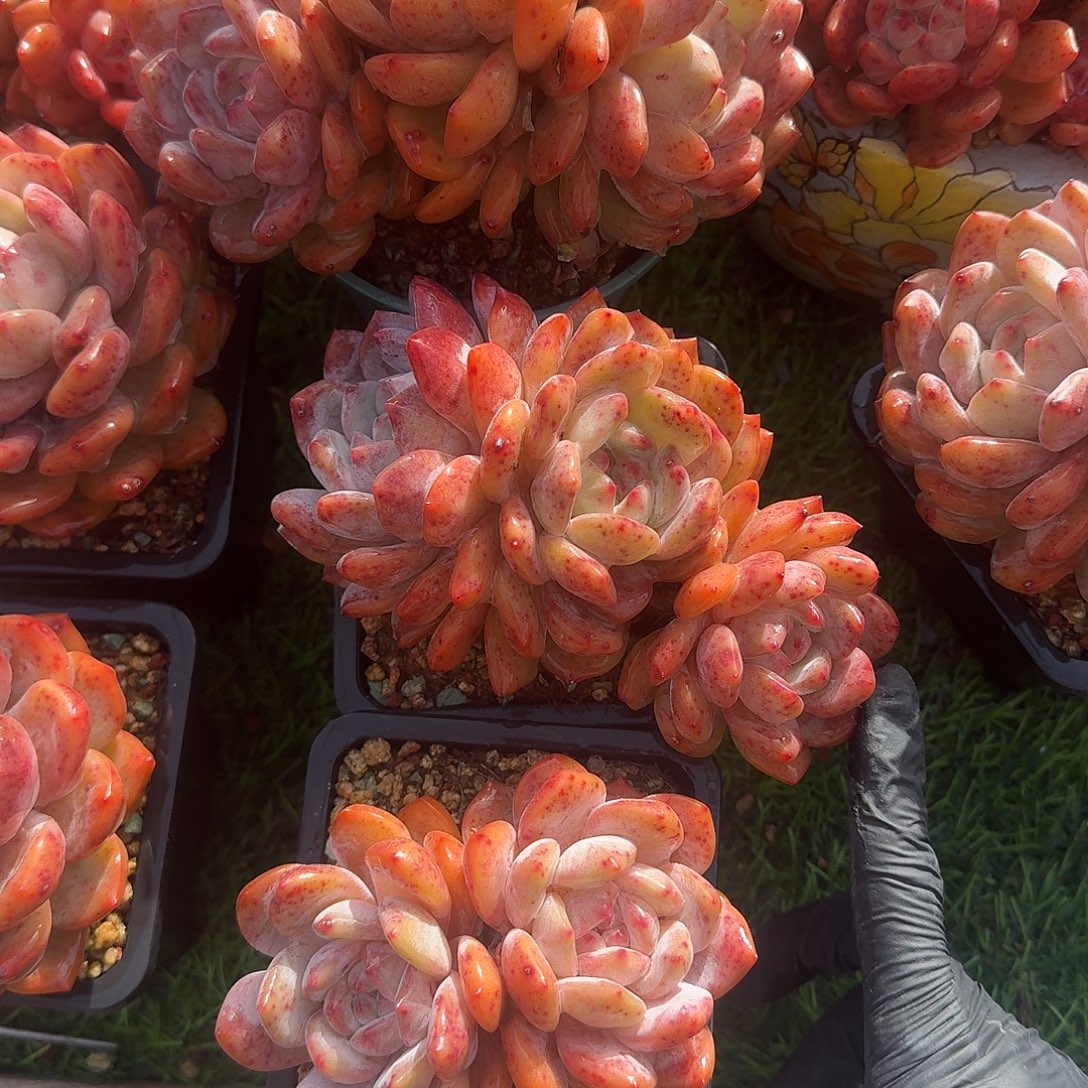 橙梦露一组58带盆