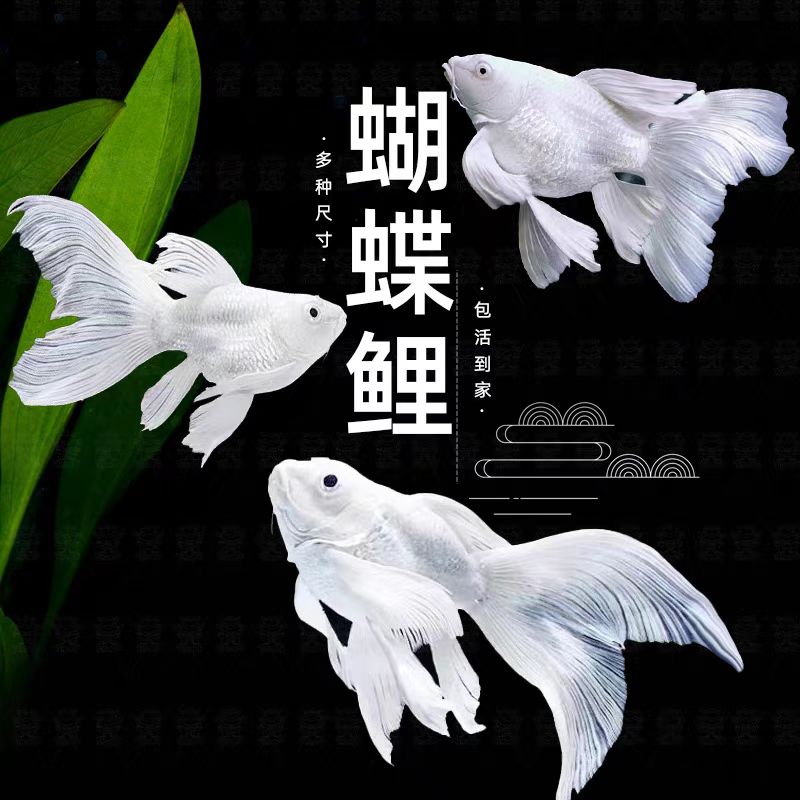 25-28公分精品蝴蝶鲤观赏鱼好养易活自家渔场直发