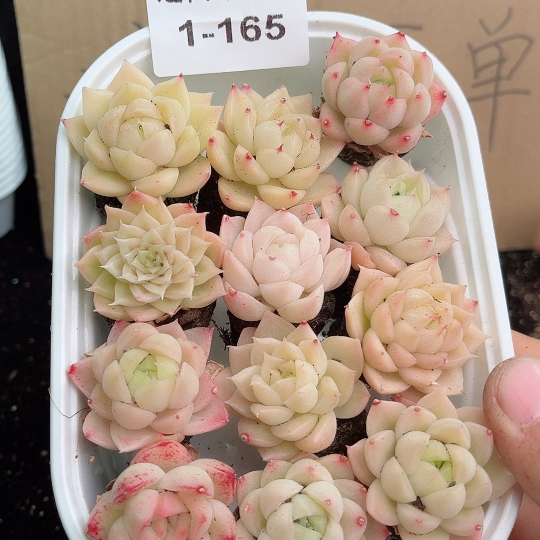 1-165 新疆西藏内蒙不发12.8包邮2-3公分多肉